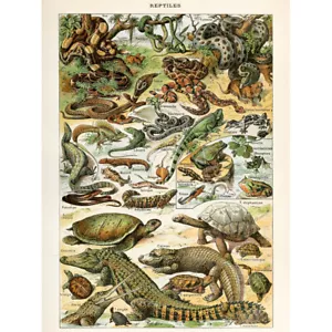 Millot Encyclopedia Page Reptiles Snake Tortoise Canvas Wall Art Print Poster - Picture 1 of 6