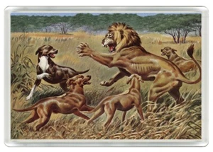 RHODESIAN RIDGEBACK DOGS & LION DOG ART PRINT NOVELTY FRIDGE MAGNET GREAT GIFT - Picture 1 of 1