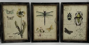 Nature Botanical Rustic Framed Prints Set Of 3 WallArt DragonflyButterflyInsects - Picture 1 of 7