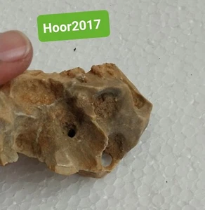 Sehr alter seltsamer Stein Fossilifer Kalkstein Heiliges Land - Bild 1 von 13