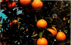 Florida Oranges Postcard - Picture 1 of 2