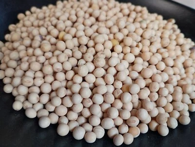 Soybean Seeds for planting- Protein-Rich Nitrogen-Fixing Legume for Planting - Image 1 of 2