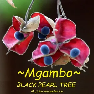 ~MGAMBO~ Majidea zangueberica BLACK PEARL TREE Ornamental Velvet Flower sm plant - Picture 1 of 6
