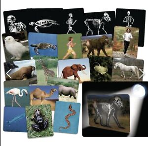 What’s Inside Animals - Flash Cards • Set of 16 Double Sided • Science 