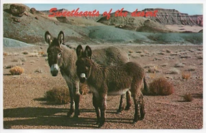 Desert Sweethearts Burros Donkeys Southwest Vintage Chrome Postcard Unposted - Picture 1 of 11