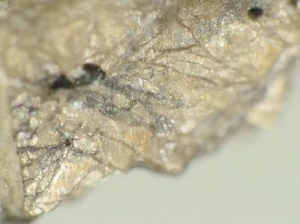 VIGRISHINIT aus KOLA, RUSSLAND * TYP LOKALITÄT EXEMPLAR * 0,3 cm - Bild 1 von 2