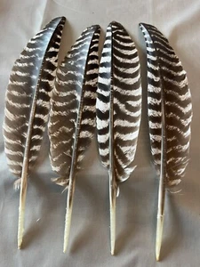 6 Grade #1 Adult Wild Turkey Primary Wing Feathers Quilling Broads - Picture 1 of 1