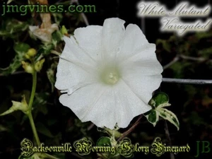 White Mutant Variegato Giapponese Gloria del Mattino 6 Qtà - Foto 1 di 6