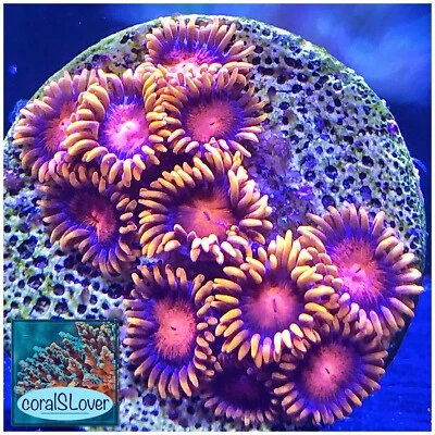 Fiji Bam Bam Zoanthids Aquaculture Saltwater Coral. Grown in USA at coralSLover