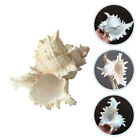 Natural Conch Shell Fish Tank Decorations Aquarium Seashells