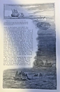 1892 Oceanography Life Below the Ocean illustrated - Picture 1 of 8