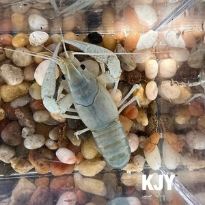 Male Cloud Blue Crayfish (Blue/ White Crayfish) - Picture 1 of 2
