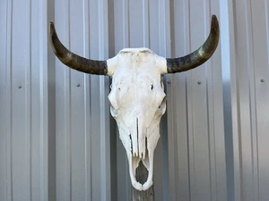 "CABEZA DE VACA MONTADA EN CUERNO DE TORO CUERNO CUERNO DE DIRECCIÓN 17 1/2"" pulgadas de ancho" - Imagen 1 de 3