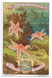 Meeresspiegel Unterwasserleben - Kammstern Seestern - Chrom Liebig - Bild 1 von 2