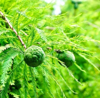 Ciprés calvo vivo, árbol Taxodium Distichum para jardín maceta de 6-10" de alto 4 pulgadas Foto 1 de 4