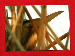 BITTERN at the London Wetland Centre postcard beak rushes plant 60th Anniversary - Foto 1 di 2