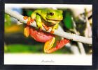 D9260 Australia Animals Green Tree Frog MV postcard