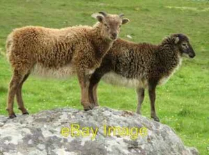 Photo 6x4 Soay sheep on Hirta Mullach Sgar Soay sheep are one of the most c2007 - Foto 1 di 1