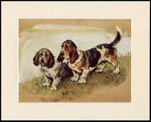 BASSET HUND ZWEI HUNDE SCHÖNER HUNDEDRUCK MONTIERT RAHMENFERTIG - Bild 1 von 1