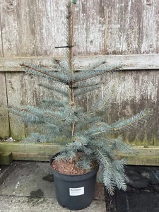 Picea pungens 'Blue Diamond' Tree | Blue Colorado Spruce | 7L 🇬🇧 UK Grown - Picture 1 of 6