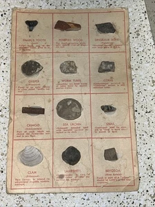 Vintage Collection of Fossils and Rocks. 12 Items. - Picture 1 of 2