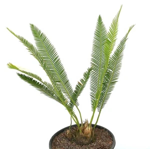 Dioon angustifolium (Nuevo Leòn, Mexico) 19x9,5cm 3 heads - - Blattdion st - Bild 1 von 6