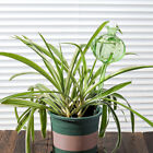 3 Pcs Garden Watering Globe Bulbs for Indoor Plants