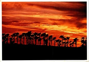 Sunset in the Rio Grande Valley Silhouette's of Palm Trees, Texas Postcard - Picture 1 of 2