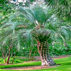 10 Jelly Pindo Palm Tree Seeds (Butia capitata) Cold Hardy Tropical Fruit Plant - Picture 1 of 17