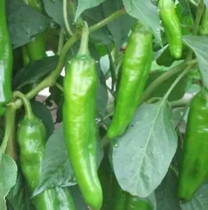 Anaheim Chili Hot Pepper Seeds | NON-GMO | Heirloom | Fresh Garden Seeds - Picture 1 of 2