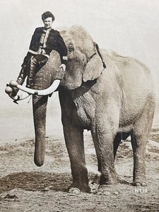 CIRCUS CABINET CARD PHOTO - FAMOUS ANIMAL TRAINER MABEL HALL & ELEPHANT COLUMBIA - Picture 1 of 2