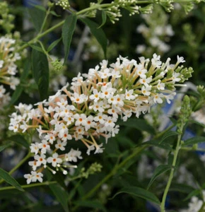 Zwerg Hänge Sommerflieder Little White 30-40cm - Buddleja - Bild 1 von 1