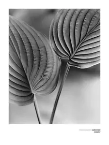 Duex Feuilles Christian Coigny Art Print Poster 23.5x31.5 - Picture 1 of 1