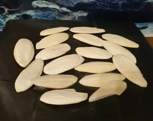 10 Sepiaschalen ca. 7-12cm - Sepia Pickstein Schnabel Vögel & Reptilien - Bild 1 von 1