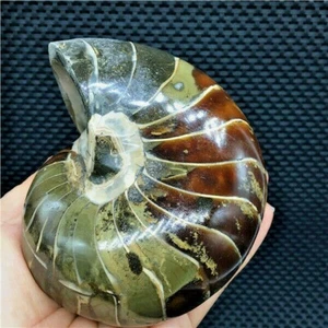 871g  AWESOME nautilus Fossils Natural ammonite Specimen from Madagascar  S772 - Picture 1 of 9