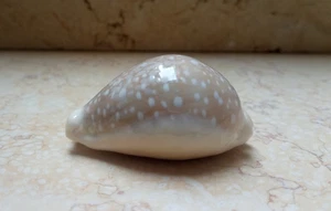 F Cypraea camelopardalis mariae lyncina F+++ natural glossy cypraeida 70 mm - Picture 1 of 13