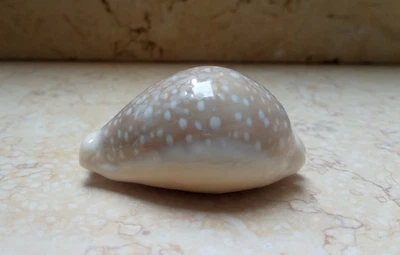 F Cypraea camelopardalis mariae lyncina F+++ natural glossy cypraeida 70 mm - Image 1 of 4