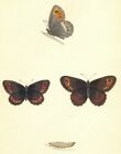 Butterflies Arran Argus Morris 1870 Old Antique Vintage Print Picture