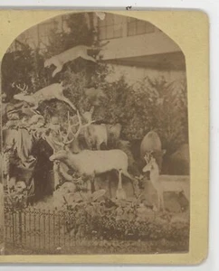 Mrs Maxwell's Rocky Mtn Animals Centennial Expo Philadelphia Stereoview 1876 - Picture 1 of 4