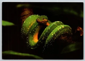 Postal Verde Árbol Pitón Serpiente Morelia viridis Saint Louis Parque Zoológico - Imagen 1 de 2