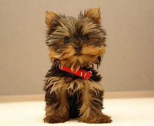 CACHORRO YORKSHIRE TERRIER - LINDO - GRAN IMAGEN DE ALTA CALIDAD EN UNA ALFOMBRILLA/ALMOHADILLA DE RATÓN - Imagen 1 de 1
