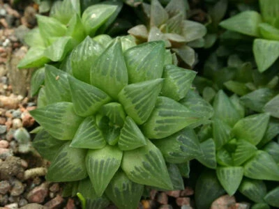 Haworthia turgida succulent - Image 1 of 2