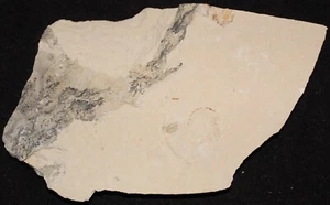 Allocrioceras 46 - Heteromorphic Ammonite Soft Body Preserved - Fossils Lebanon - Picture 1 of 3