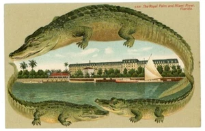 Alligator Bordüre Florida S 501 The Royal Palm und Miami River - Bild 1 von 2