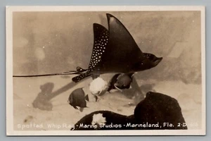 Raya látigo manchada blanca RPPC o raya nariz afilada (Maculabatis gerrardy) Florida - Imagen 1 de 2