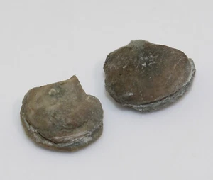 Hybocrinoide, Cornucrinus mirus, Ordovizium, Kullsberg, Dalarne, Schweden -c74 - Picture 1 of 5