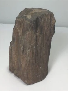 Natural Petrified Wood Display Piece. 5-1/2” Tall. 3lb 7.8oz. Beautiful Grain - Picture 1 of 15