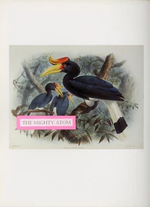 RHINOCEROS HORNBILL BIRD BEAUTIFUL ORNITHOLOGICAL COLOR ART PRINT FRAME-READY - Picture 1 of 1