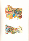 Frank Netter MD Medical Illustrations Art FIVE SENSES Eyes Ears Nose Mouth Skin