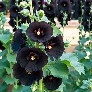 25 Dark Black Purple Hollyhock Seeds Perennial Flower Seed Flowers US SELLER - Picture 1 of 24